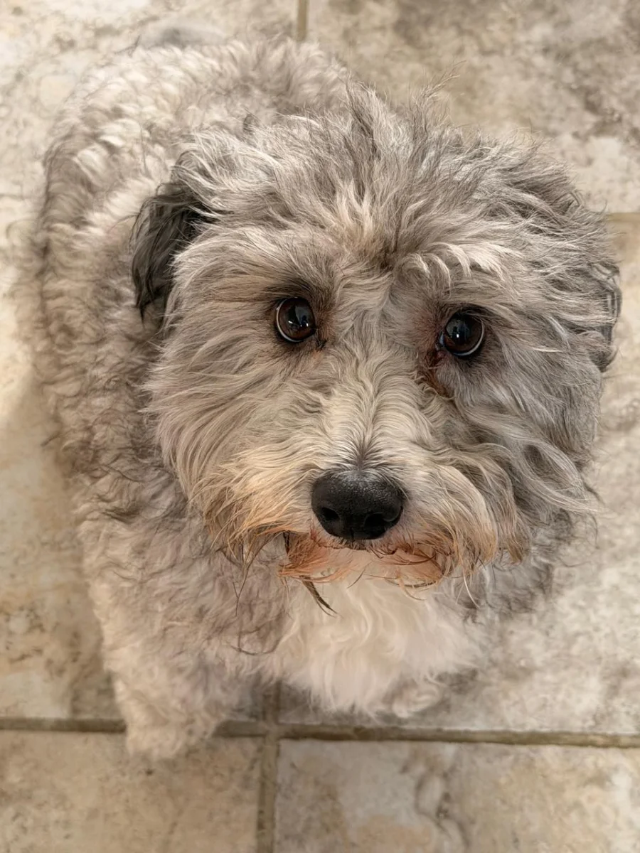 Foto de Oreo con microchip 990000014777437
