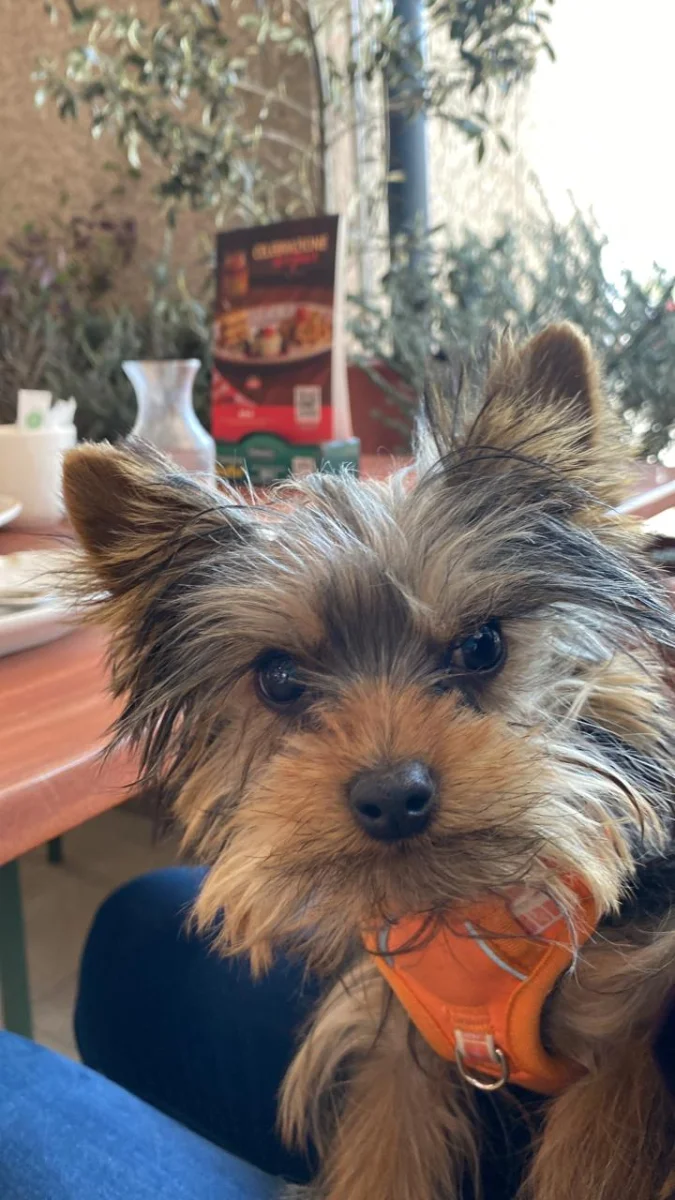 Foto de ROCCO con microchip 990000012842073