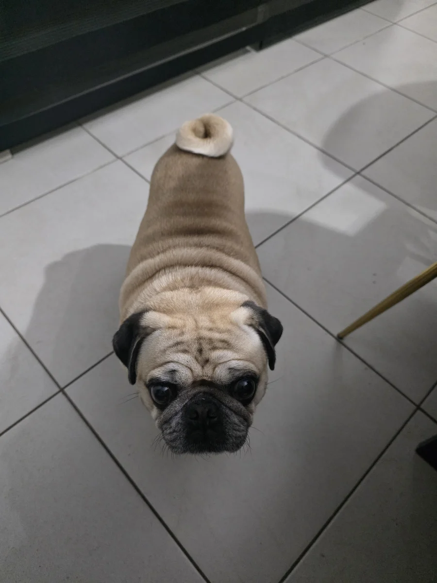Foto de Hades con microchip 990000014780198
