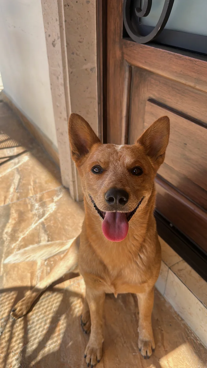 Foto de Charro con microchip 990000014537068