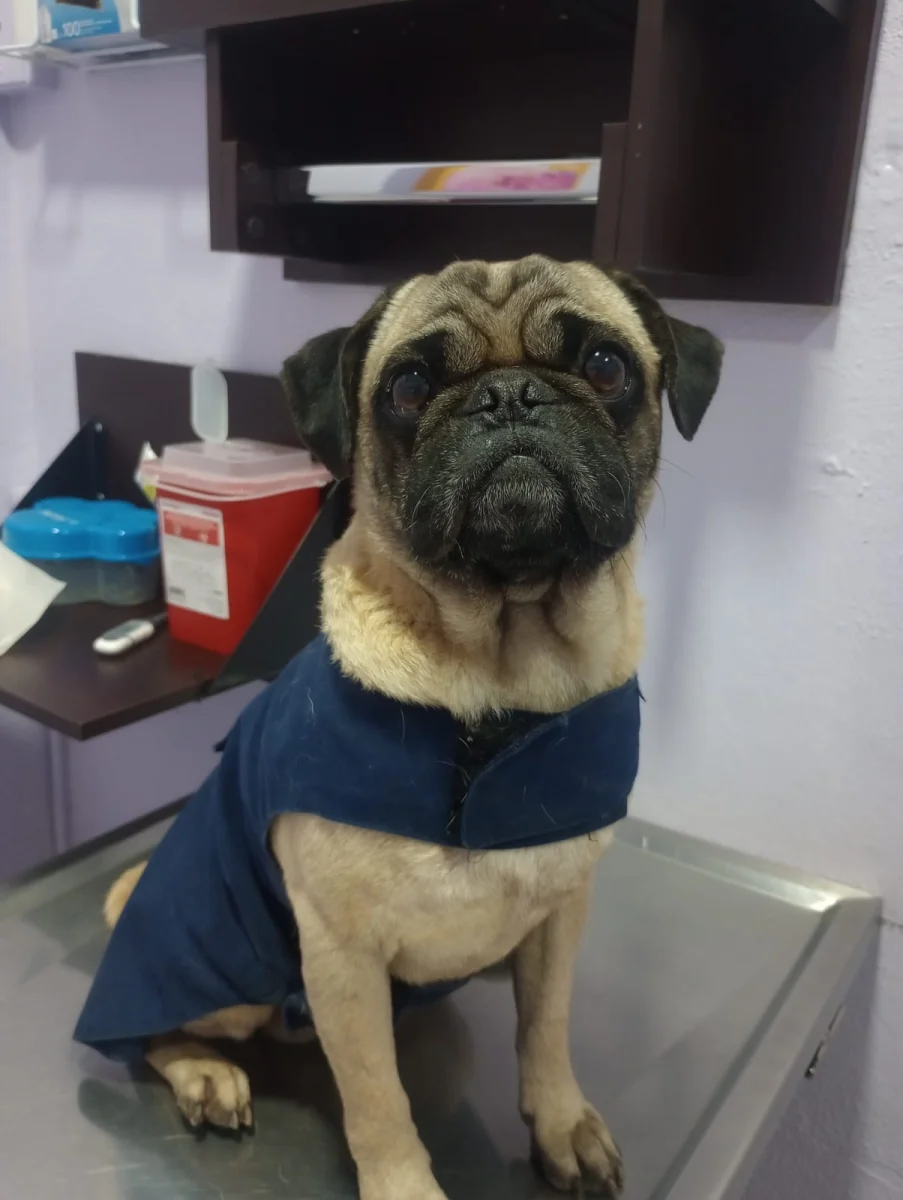 Foto de Don Goyo con microchip 990000012845412