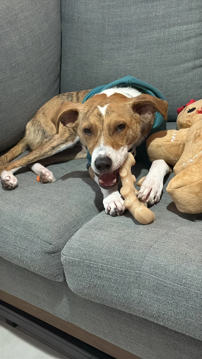 Foto de Reese con microchip 990000014782597